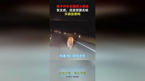 男子在国道偶遇东北虎